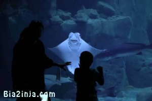  عکس های دیدنی و جالب ازکلاه‌های بالدار برای حفظ فاصله تا بزرگترین زباله‌دانی