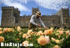 عکس های دیدنی و جالب از قلعه وینسور تا مرغ ماهیخوار