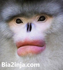 عکس خنده دار سرتاسر دنیا