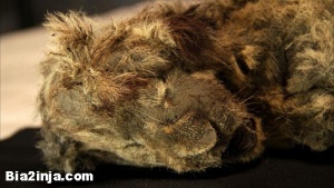 کشف توله شیر یخ‌زده‌ی ۲۸هزار ساله