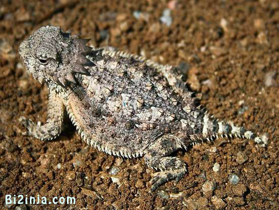 مارمولکی که از چشم خود خون شلیک می‌کند!