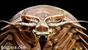 کشف سوسک غول‌پیکر آبی!