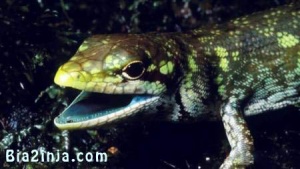 حیواناتی که خون قرمز ندارند