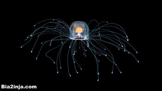 طولانی ترین سن حیوانات روی زمین