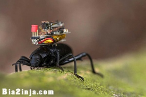 دوربینی که دنیا را از دید سوسک‌ها نشان می‌دهد!