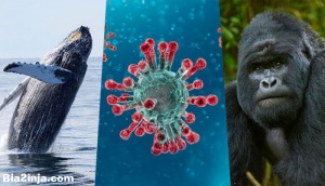 کدام حیوانات با خطر ابتلا به کرونا مواجه هستند؟