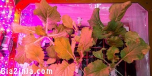 ناسا اقدام به پرورش گیاهان در فضا می­ کند