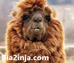 عکس های خنده دار و متنوع